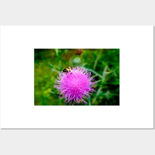 Bee On Pink Flowering Thistle Posters and Art